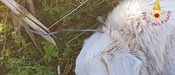 Cane ferito da una trappola per cinghiali, una denuncia a Lamezia