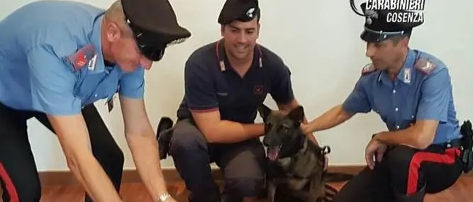 Mendicino, droga in casa pronta per lo spaccio: pregiudicato ai domiciliari