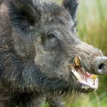 Aggredito da 5 cinghiali ne ammazza uno con un attrezzo da giardino: salvo