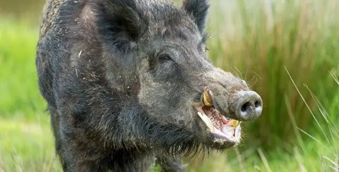 Aggredito da 5 cinghiali ne ammazza uno con un attrezzo da giardino: salvo