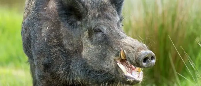 Aggredito da 5 cinghiali ne ammazza uno con un attrezzo da giardino: salvo