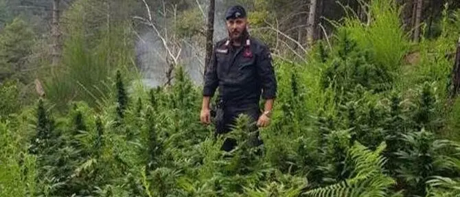 San Luca, scoperte 32 piante di canapa indiana. Arrestato 55enne