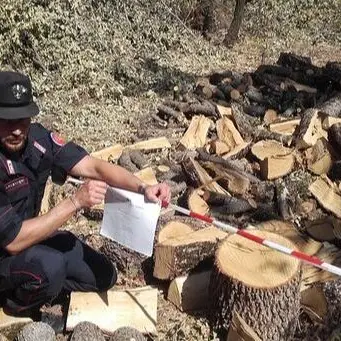 Tagliavano legna abusivamente, due denunce a San Sosti