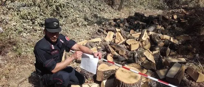 Tagliavano legna abusivamente, due denunce a San Sosti