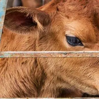 Riffa con vitello nel Vibonese, protestano gli animalisti: «Usanze anacronistiche»