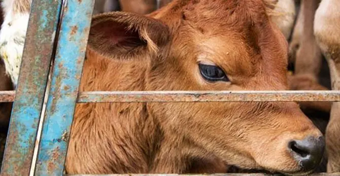 Riffa con vitello nel Vibonese, protestano gli animalisti: «Usanze anacronistiche»