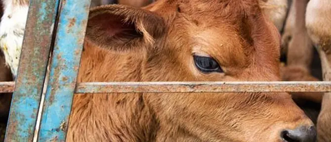 Riffa con vitello nel Vibonese, protestano gli animalisti: «Usanze anacronistiche»