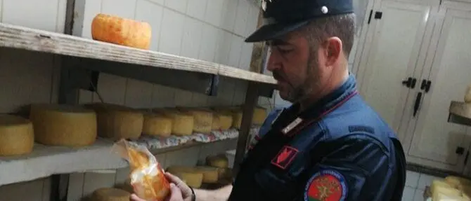 Acri, scoperto caseificio abusivo: sequestrati due quintali di formaggi