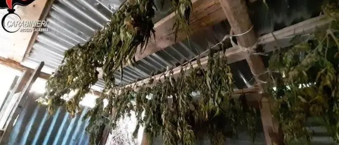 Piantagione di marijuana scoperta a Platì: era irrigata con rete comunale