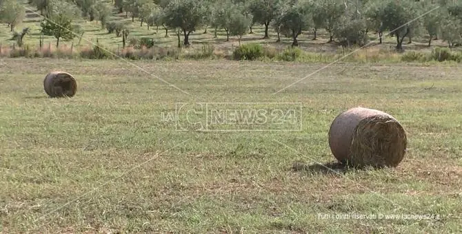 Caos carburante: 3mila aziende agricole calabresi rischiano la crisi