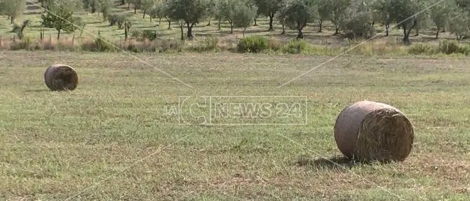 Caos carburante: 3mila aziende agricole calabresi rischiano la crisi