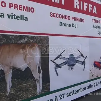 Brattirò, quella riffa con vitella che non piace agli animalisti: «Una barbarie»