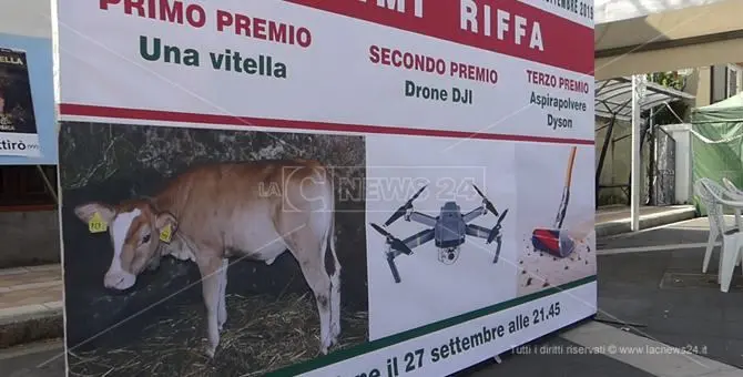 Brattirò, quella riffa con vitella che non piace agli animalisti: «Una barbarie»