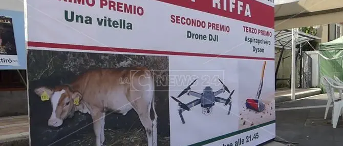 Brattirò, quella riffa con vitella che non piace agli animalisti: «Una barbarie»
