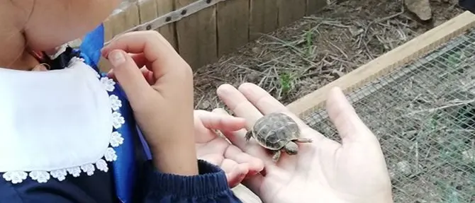 “La tartaruga va a scuola”, nati tre esemplari in un istituto di Cosenza
