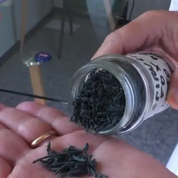 L'alga spirulina fa diventare Lamezia Terme una location internazionale