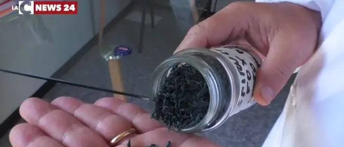 L'alga spirulina fa diventare Lamezia Terme una location internazionale