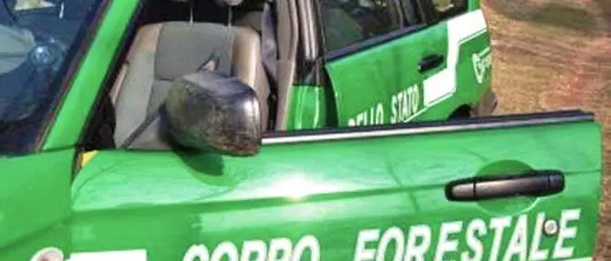 Beccato mentre appicca il fuoco nel Parco d'Aspromonte, arrestato