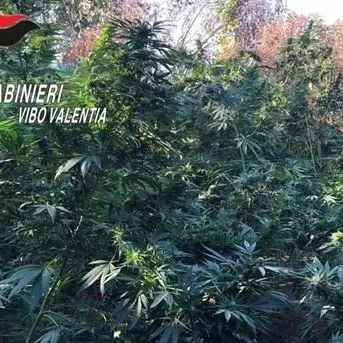 Armi, rilevatori di microspie e fiumi di droga: quattro arresti nel Vibonese