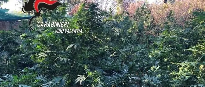 Armi, rilevatori di microspie e fiumi di droga: quattro arresti nel Vibonese