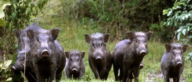 Cinghiali devastanti nel basso Jonio cosentino: distrutti vigneti e uliveti