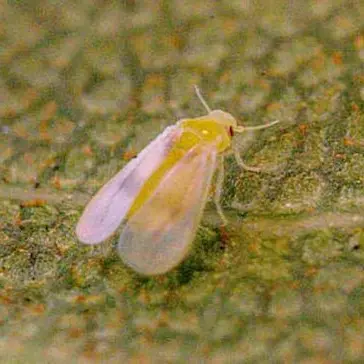 Università di Reggio, individuato un insetto che attacca ficus ornamentali