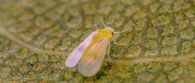 Università di Reggio, individuato un insetto che attacca ficus ornamentali