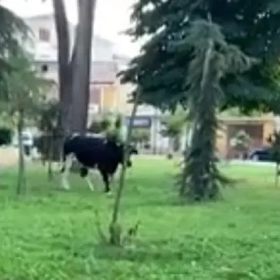 Sorpresa al parco, a passeggio anche una mucca