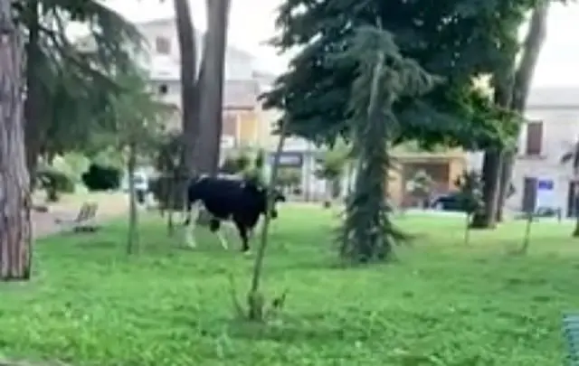 Sorpresa al parco, a passeggio anche una mucca