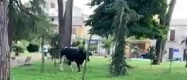 Sorpresa al parco, a passeggio anche una mucca