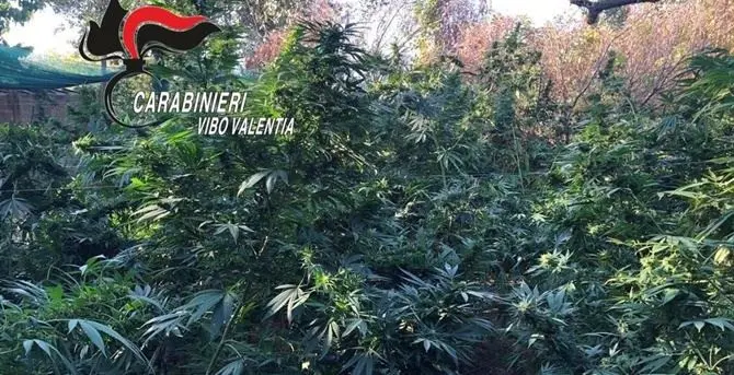 Peperoncini, pomodori e marijuana: arrestata una contadina a Polistena