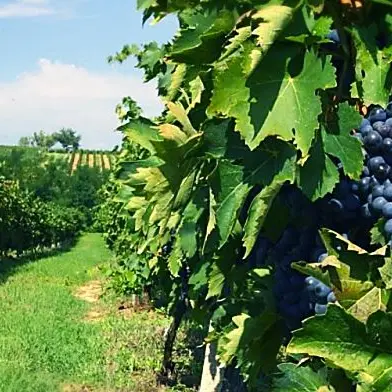 L’antico rito della vendemmia rivive nel borgo di Melissa