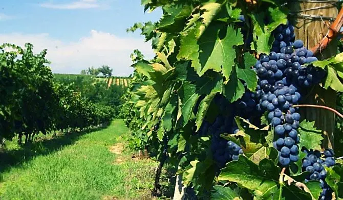 L’antico rito della vendemmia rivive nel borgo di Melissa