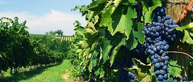 L’antico rito della vendemmia rivive nel borgo di Melissa