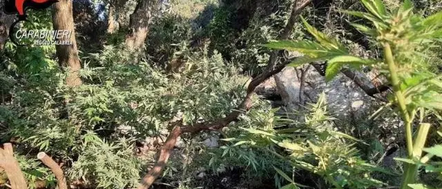 Platì, scoperta una piantagione di canapa indiana