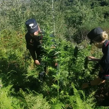 Maxi piantagione di marijuana individuata dai forestali nel Cosentino