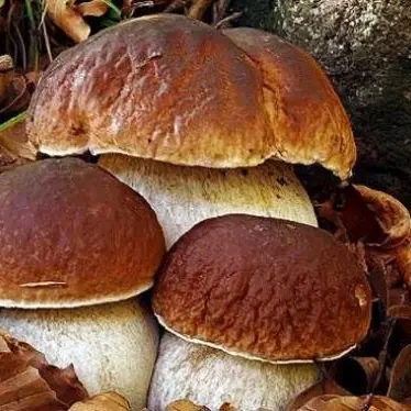 I funghi dell’Aspromonte al centro delle Giornate micologiche di Reggio