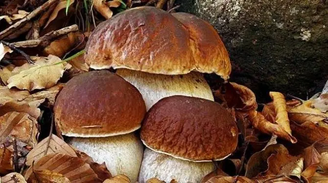 I funghi dell’Aspromonte al centro delle Giornate micologiche di Reggio