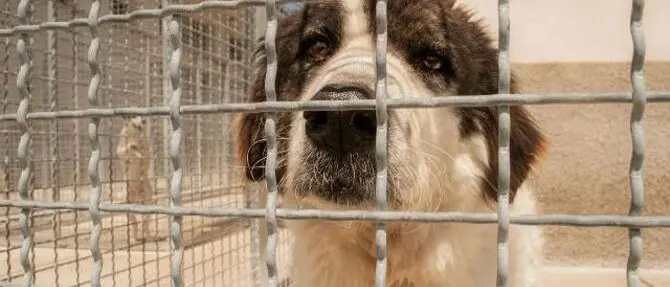 Corigliano-Rossano, porte aperte in canile per adottare 138 quattrozampe