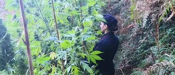 Scilla, rinvenuta piantagione di canapa da 800 esemplari