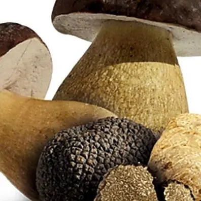 Castrovillari celebra il tartufo del Pollino con il Convivio d’ottobre