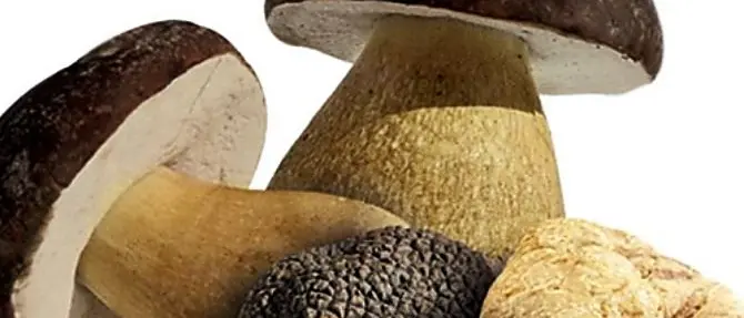 Castrovillari celebra il tartufo del Pollino con il Convivio d’ottobre