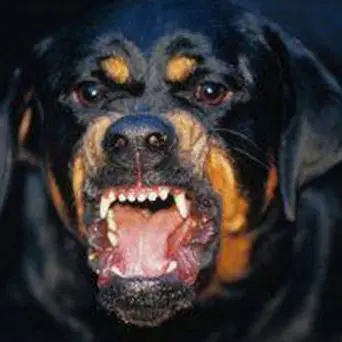 Paura nel Cosentino, rottweiler azzanna bimba di quattro anni