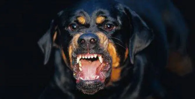 Paura nel Cosentino, rottweiler azzanna bimba di quattro anni