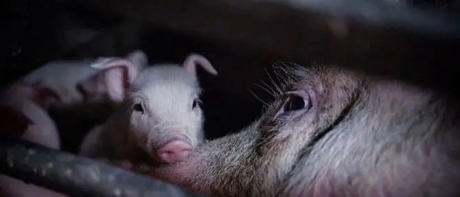 Maiale aggredisce un uomo e lo uccide, grave un bimbo di due anni