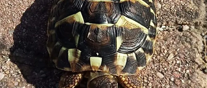 Tartaruga protetta custodita in soffitta a Cirò, una denuncia