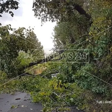 Albero cade lungo la carreggiata, strada chiusa tra Cosenza e Mendicino