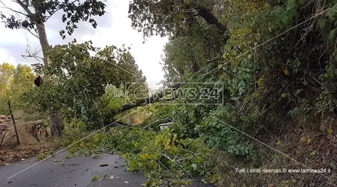 Albero cade lungo la carreggiata, strada chiusa tra Cosenza e Mendicino