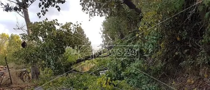 Albero cade lungo la carreggiata, strada chiusa tra Cosenza e Mendicino