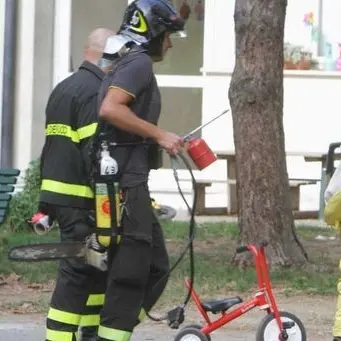 Sciame di vespe attacca una scuola, sette studenti in ospedale